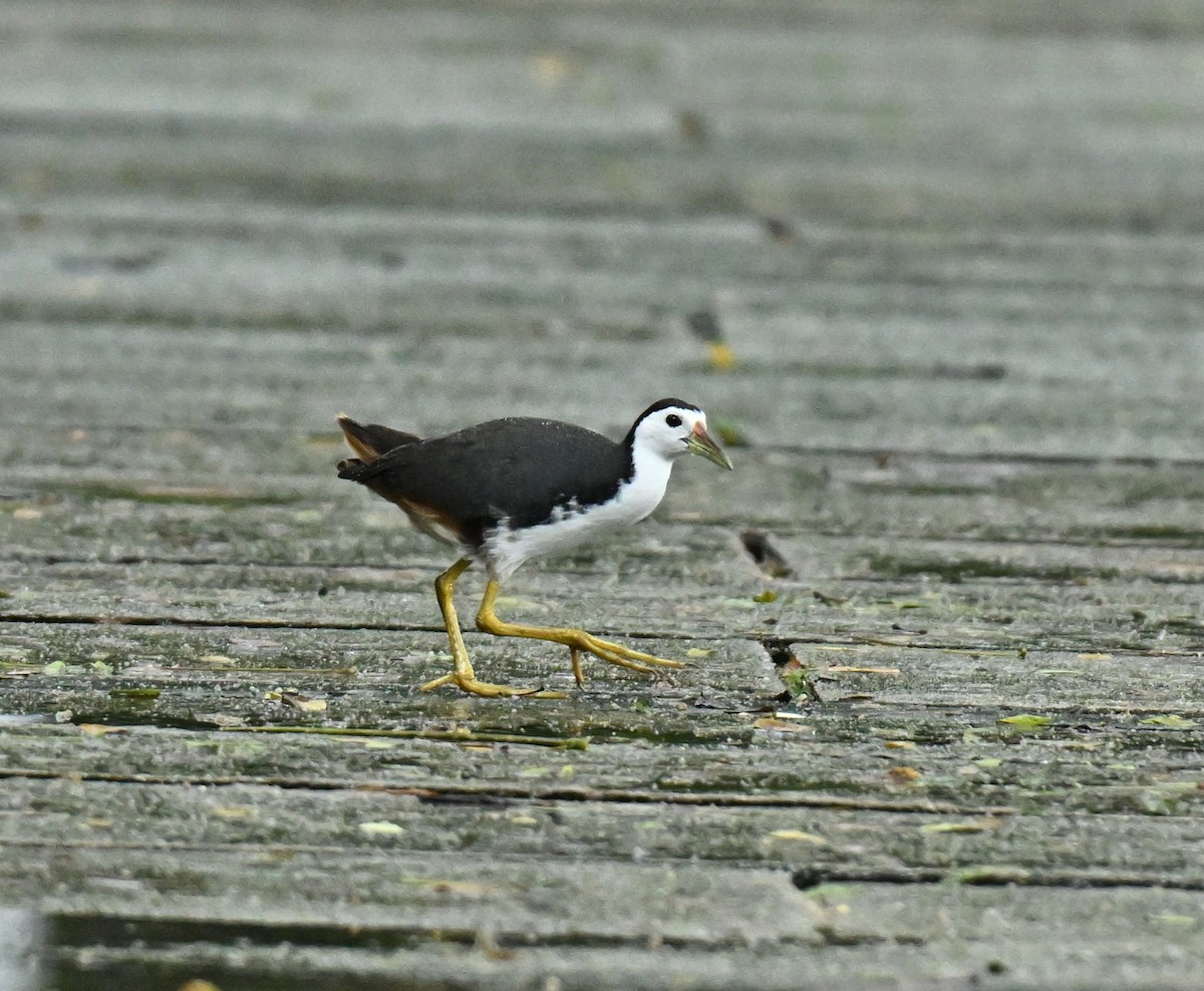 白腹秧雞 - ML646966738