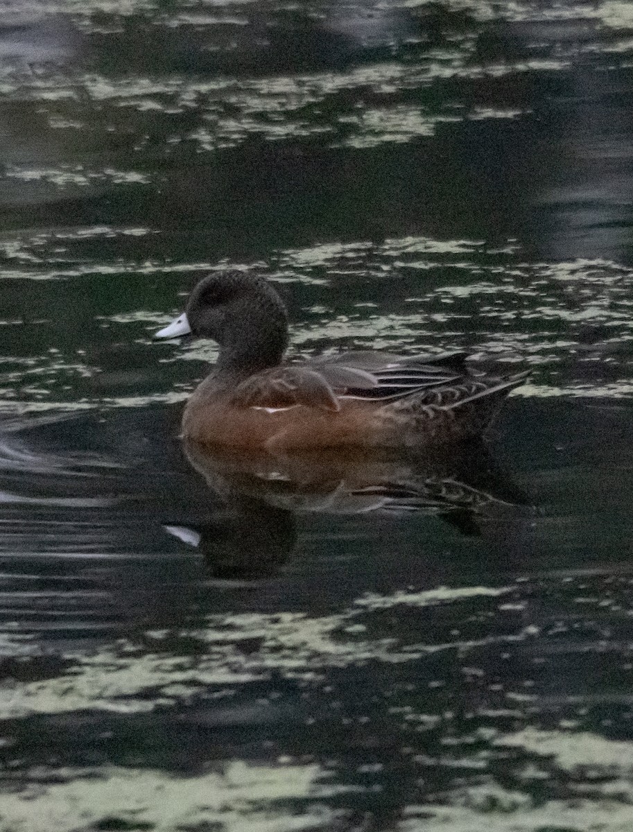 ברווז אמריקני - ML646966739