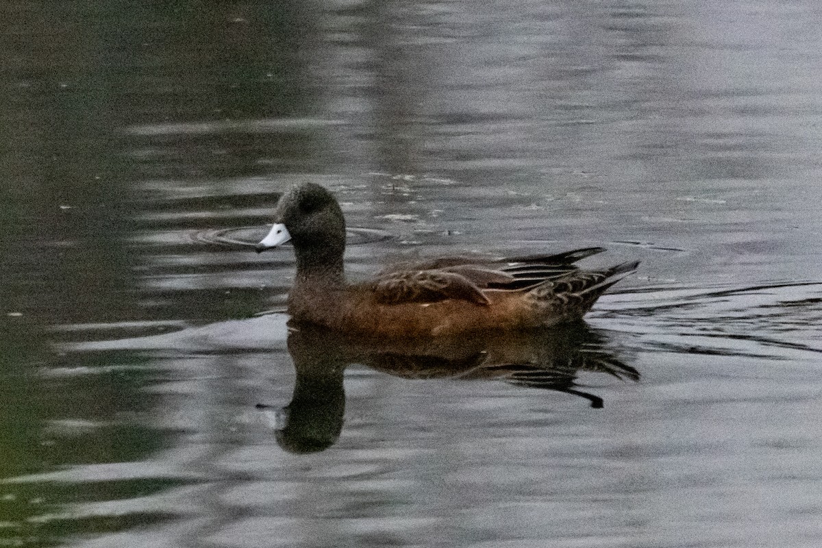 ברווז אמריקני - ML646966740
