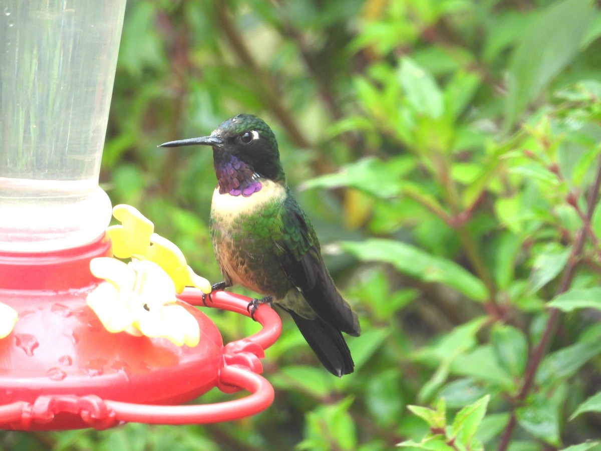 Amethyst-throated Sunangel - ML646966743