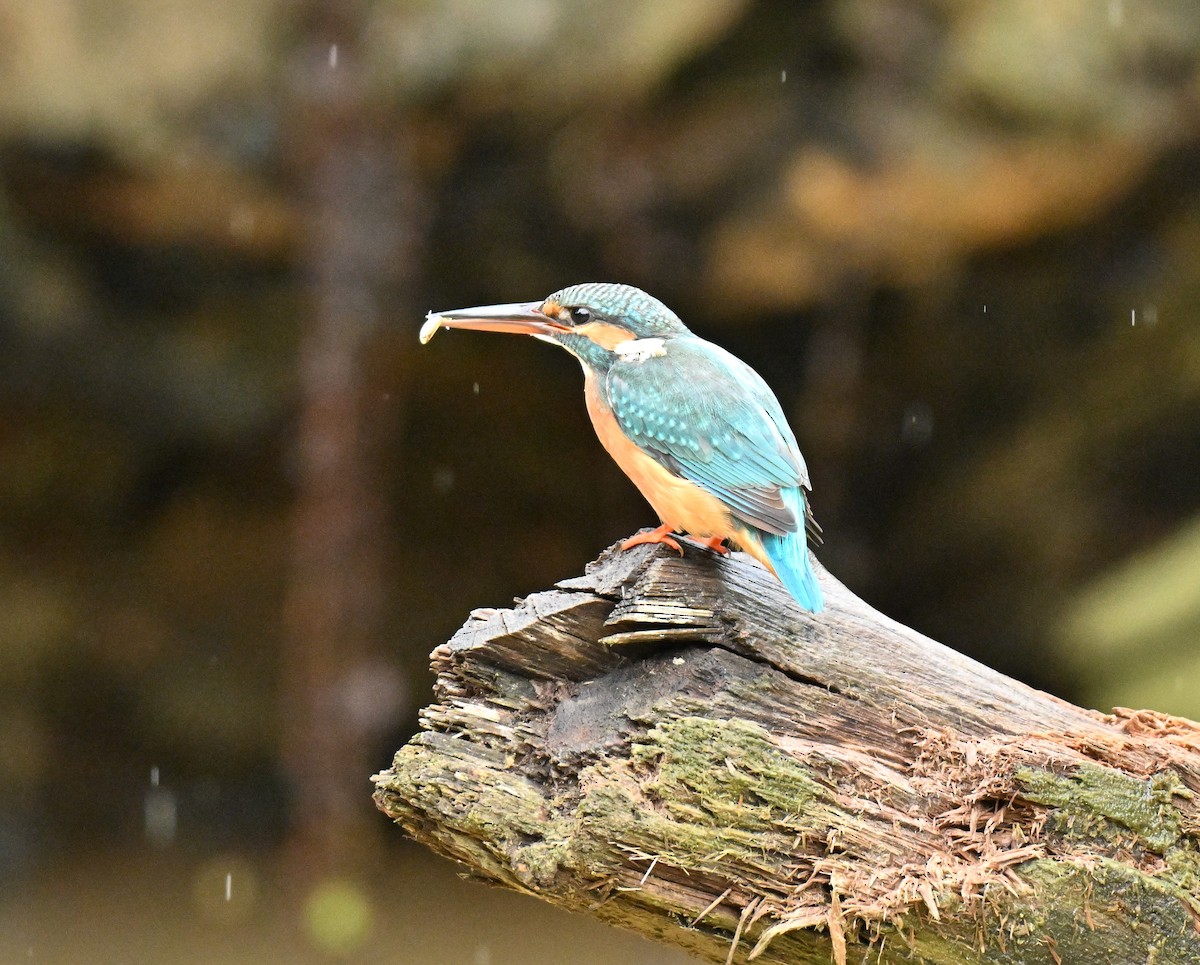 翠鳥 - ML646966748