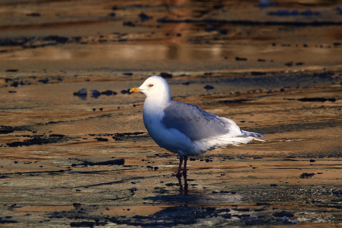 Мартин гренландський (підвид kumlieni) - ML646966750