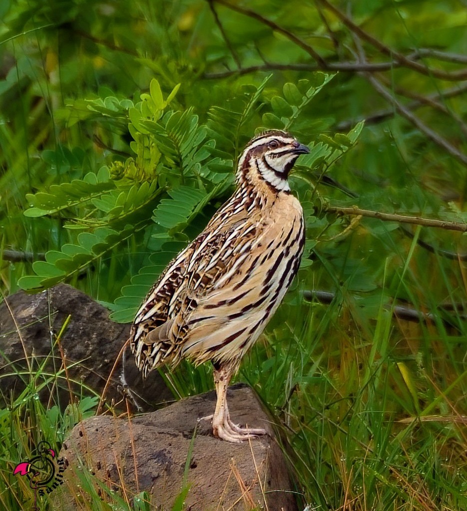 křepelka černoprsá - ML646966751