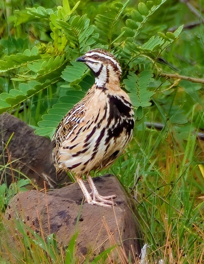 křepelka černoprsá - ML646966752