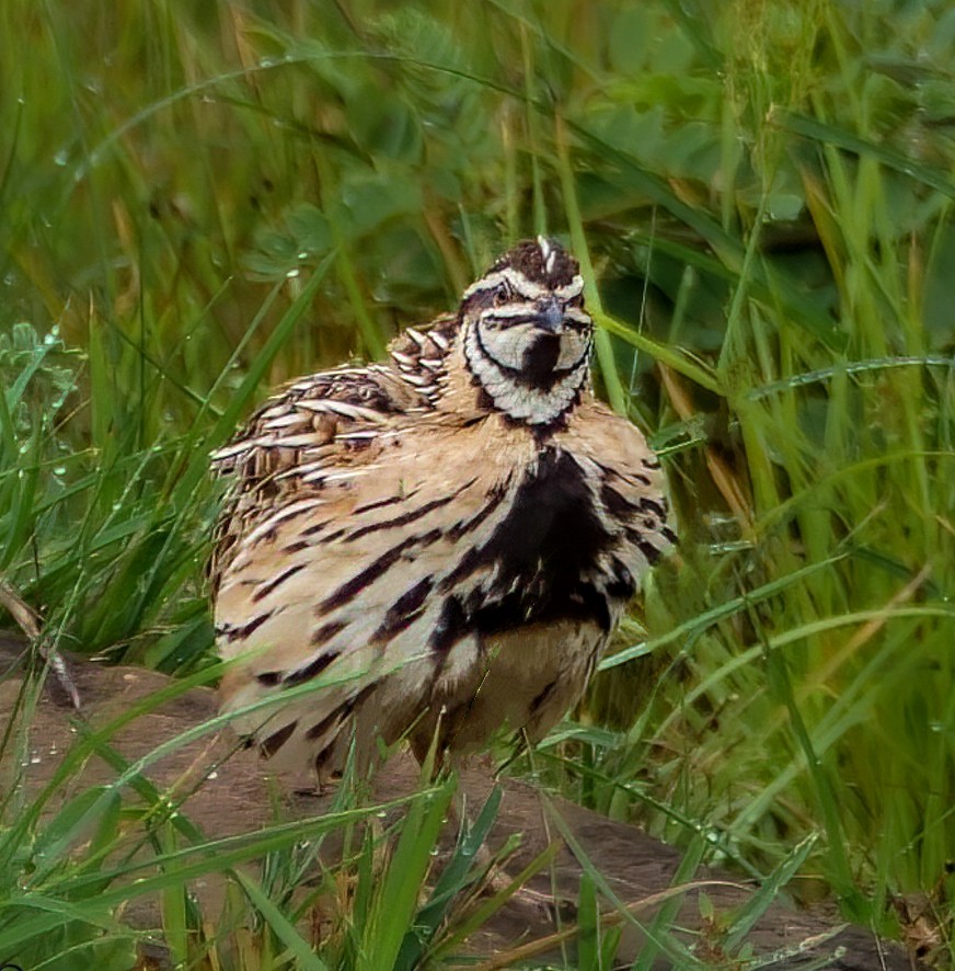 křepelka černoprsá - ML646966753