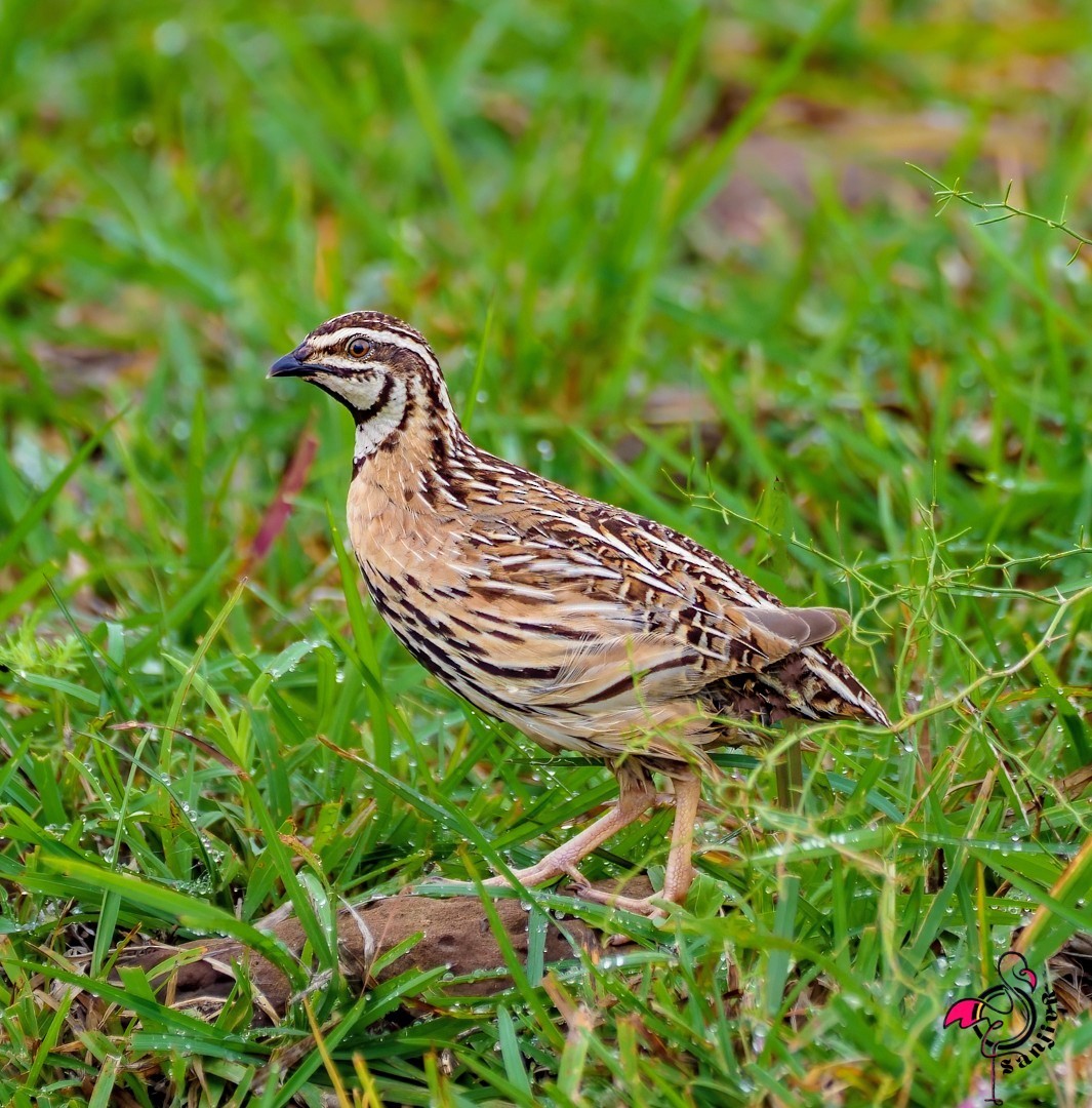 křepelka černoprsá - ML646966754