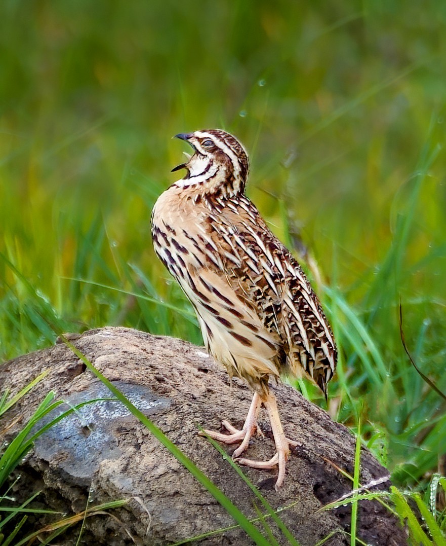 křepelka černoprsá - ML646966755