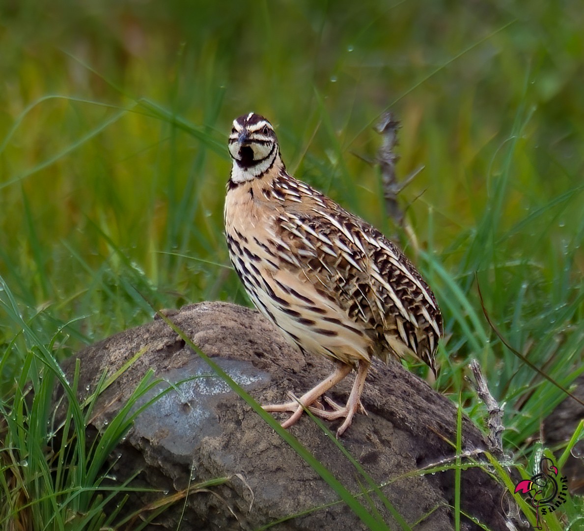 křepelka černoprsá - ML646966756