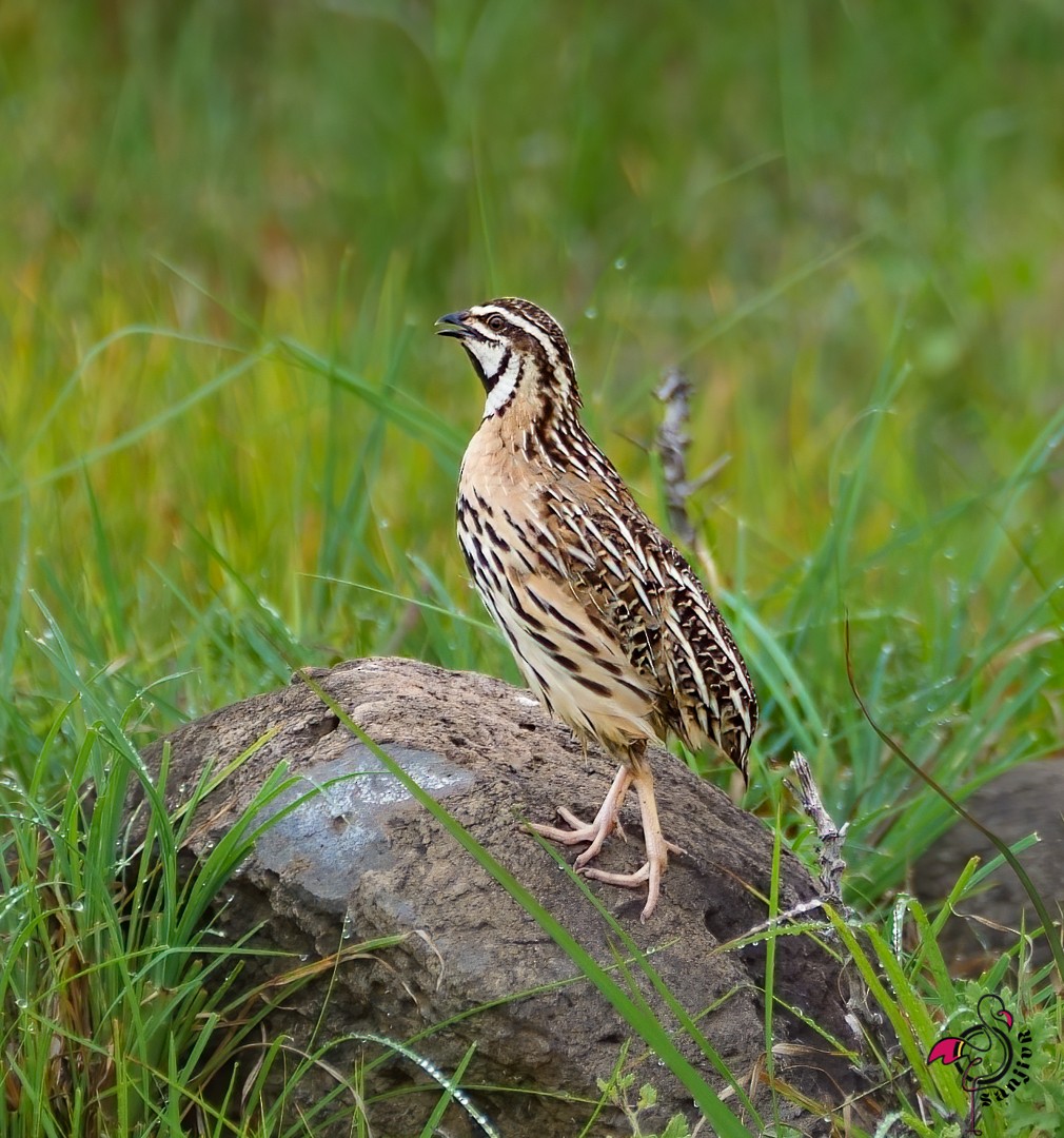 křepelka černoprsá - ML646966757