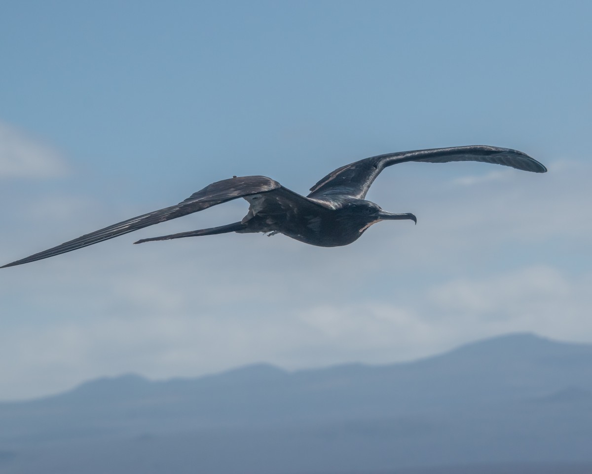 Большой фрегат - ML646966763