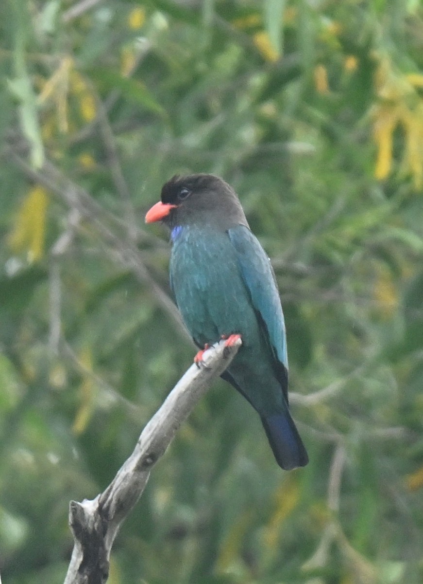 佛法僧 - ML646966769