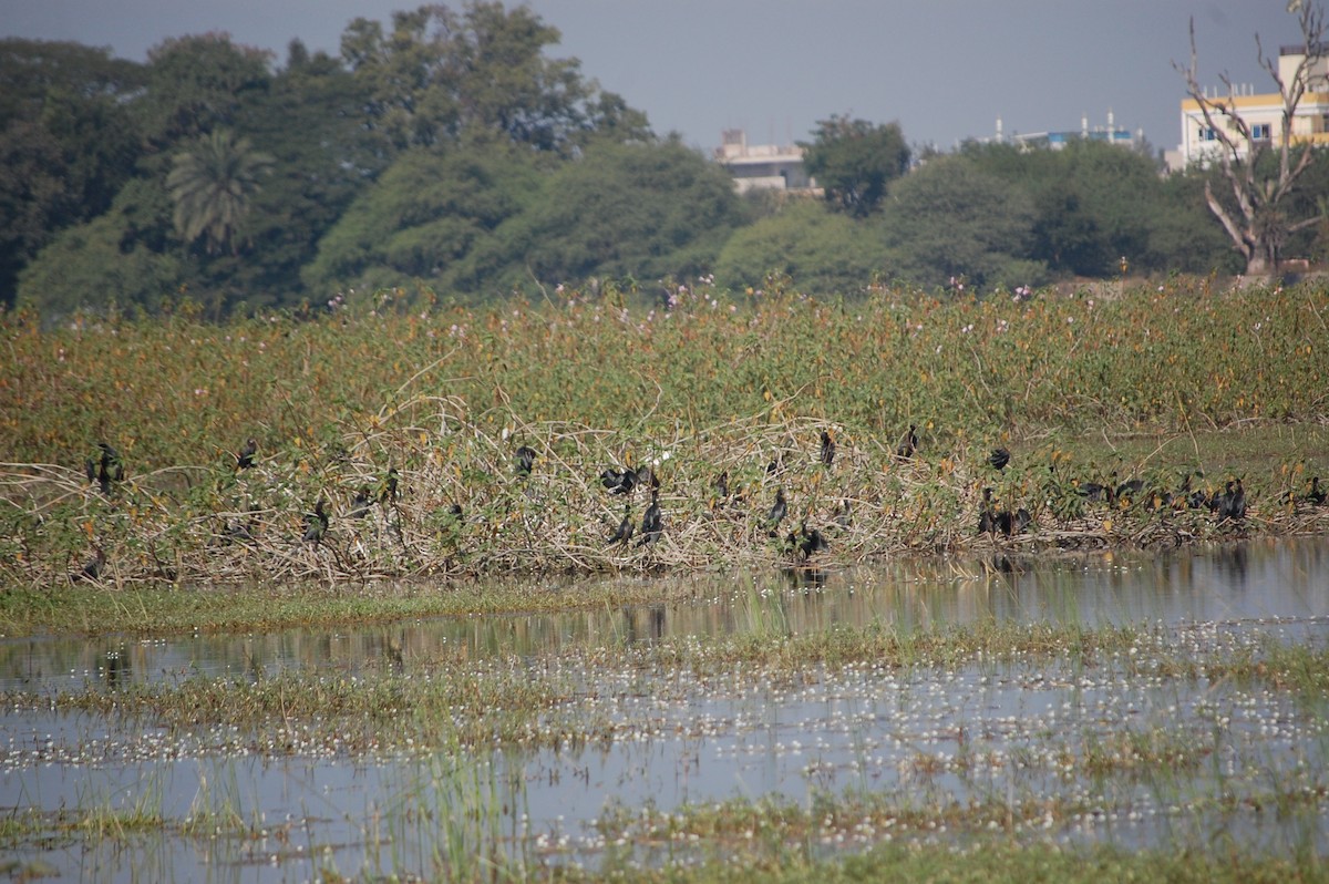 Little Cormorant - ML646966773