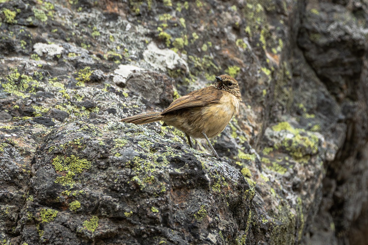 Synallaxe terrestre - ML646966774