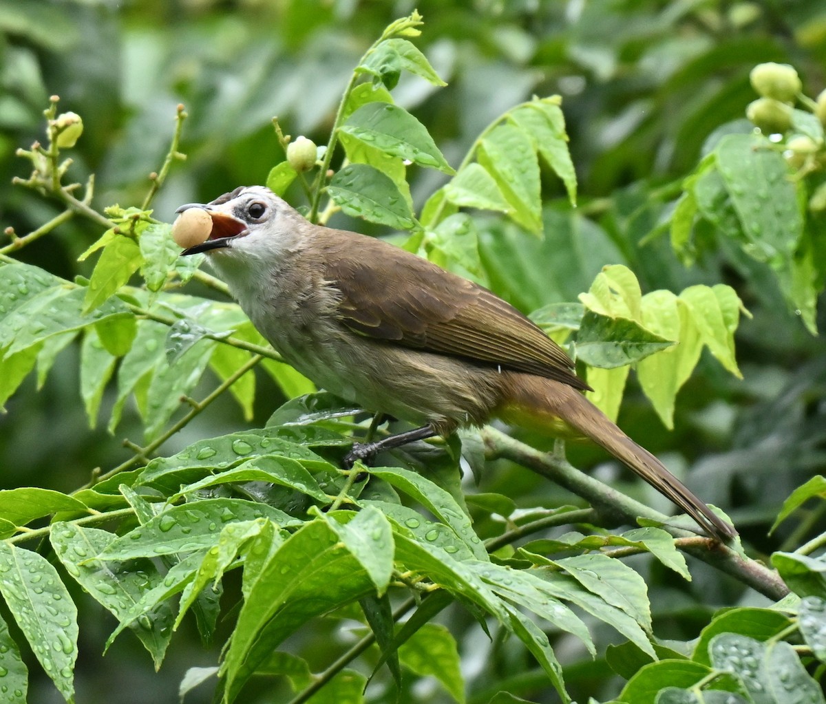 Yellow-vented Bulbul - ML646966781