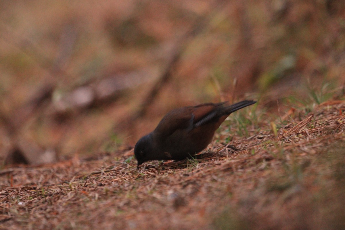 Maroon-backed Accentor - ML646966783