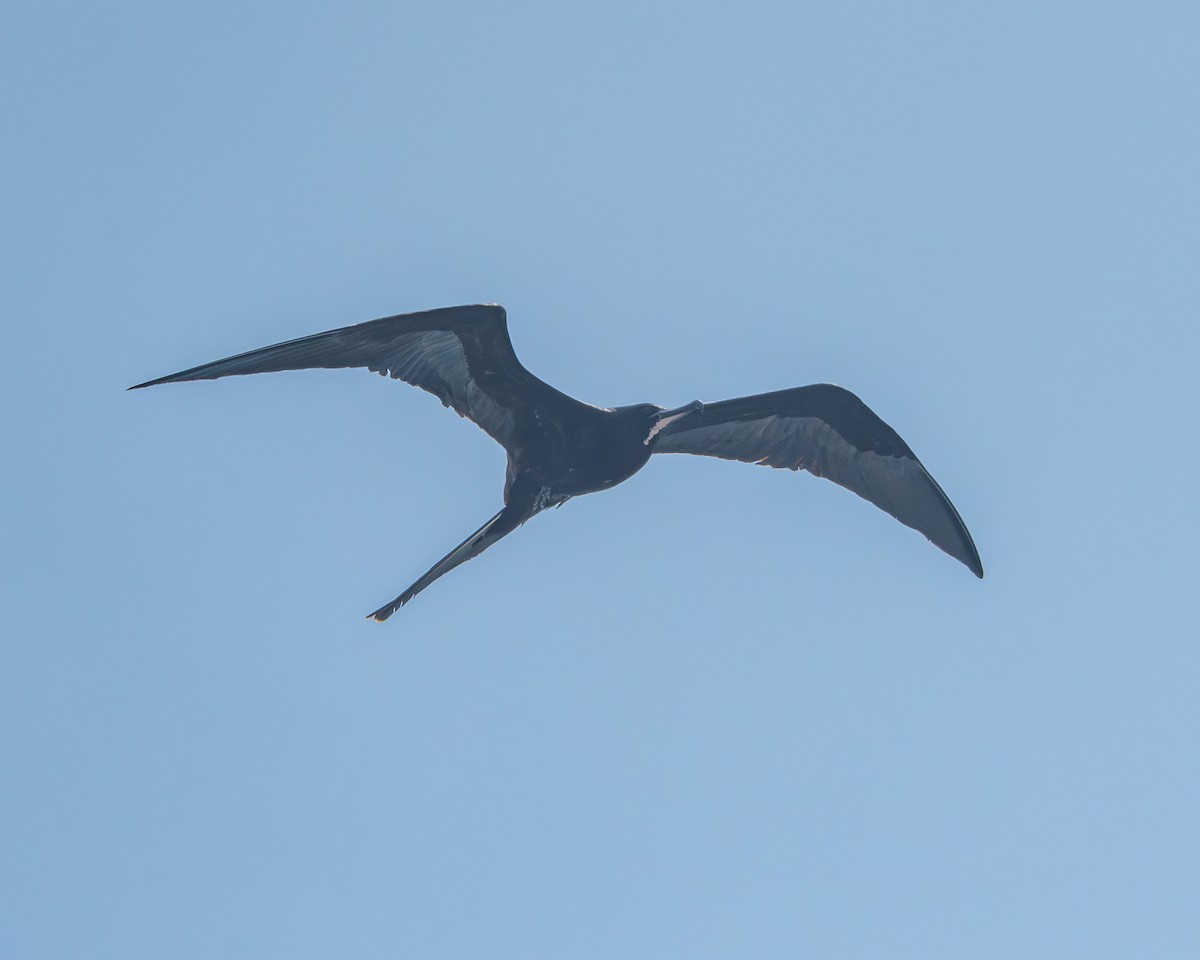 Большой фрегат - ML646966785