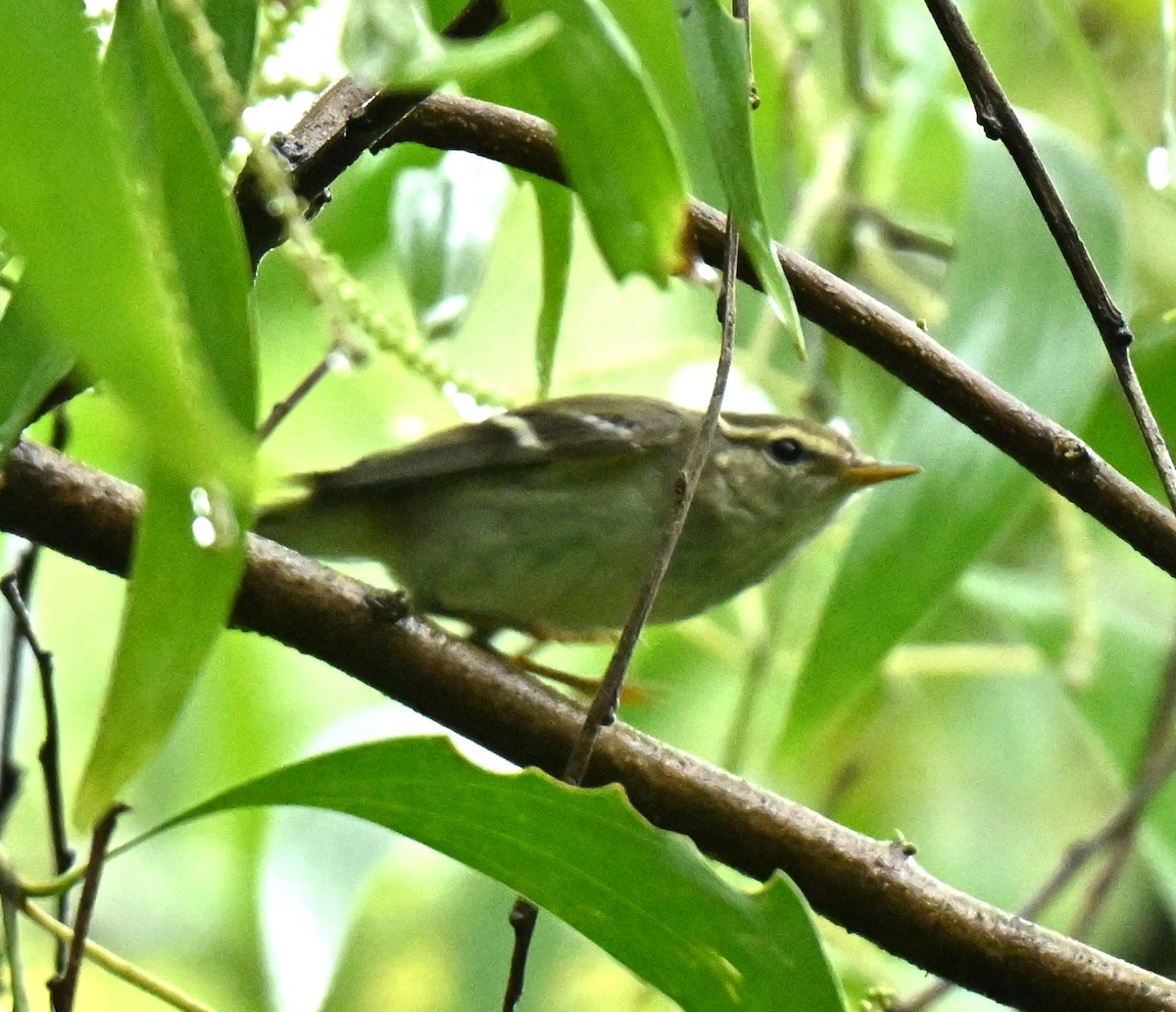 黃眉柳鶯 - ML646966786