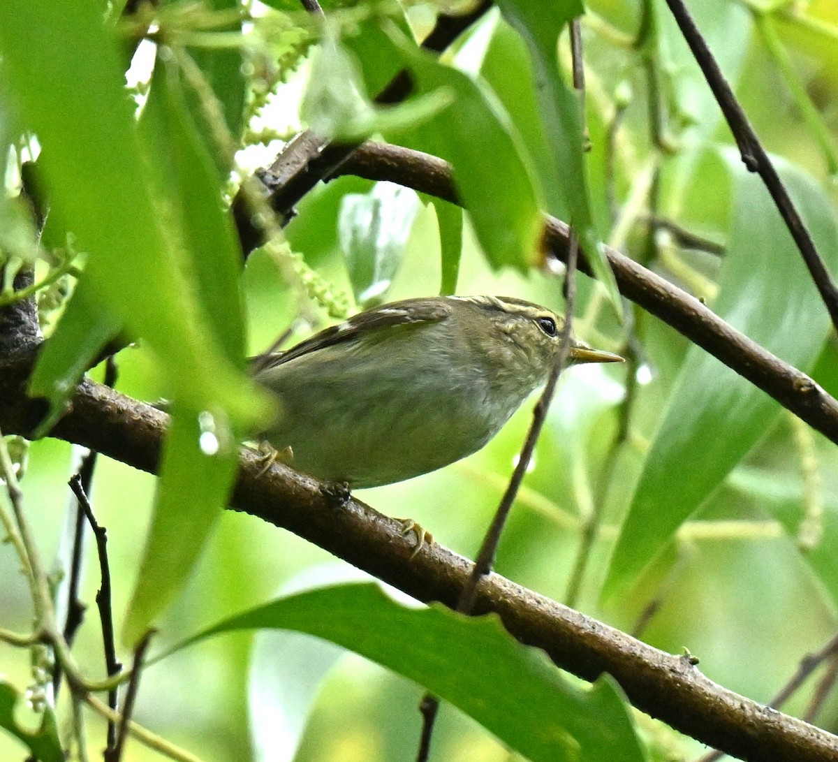 黃眉柳鶯 - ML646966787