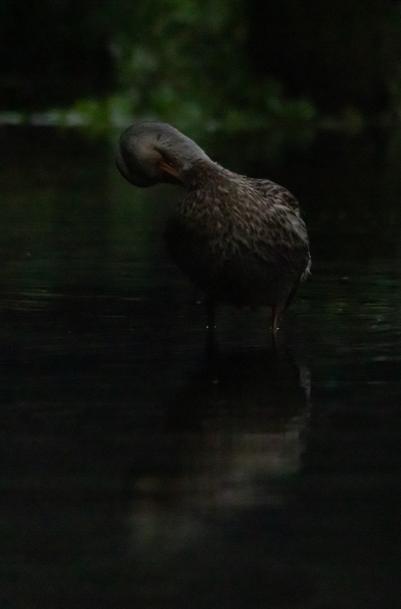 ברכיה - ML646966788