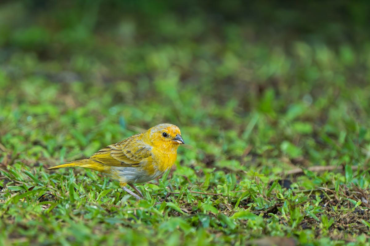 Saffron Finch - ML646966789
