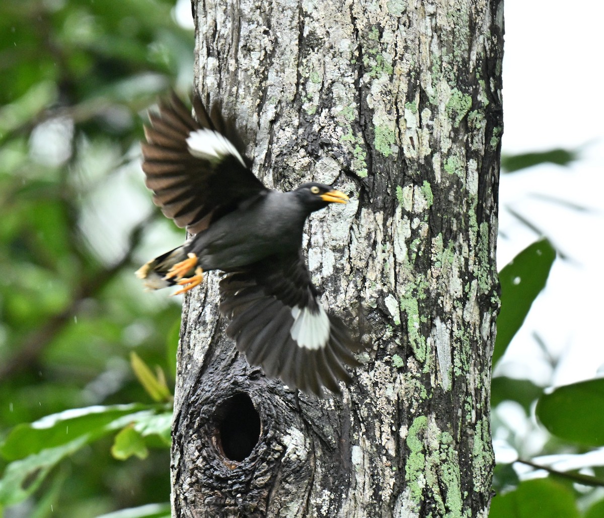 白尾八哥 - ML646966791