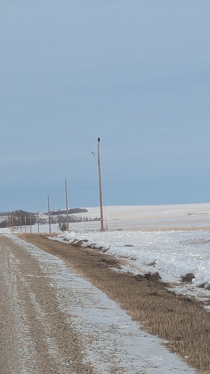 Golden Eagle - ML646966802