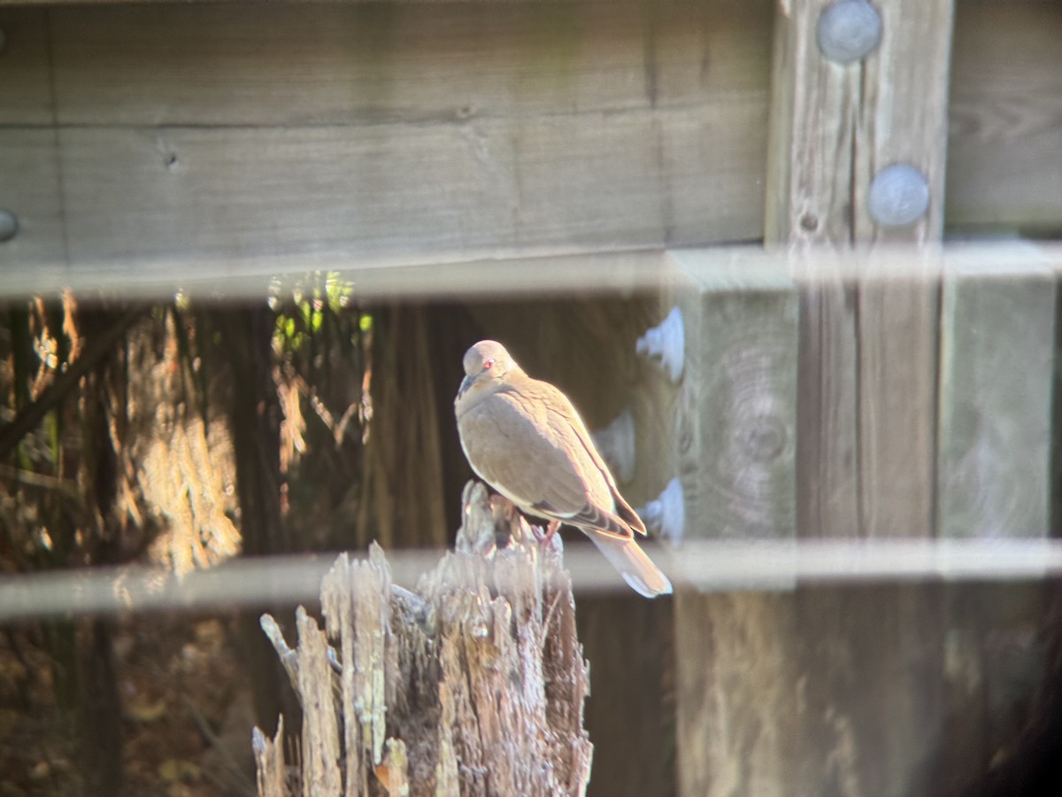White-winged Dove - ML646966803