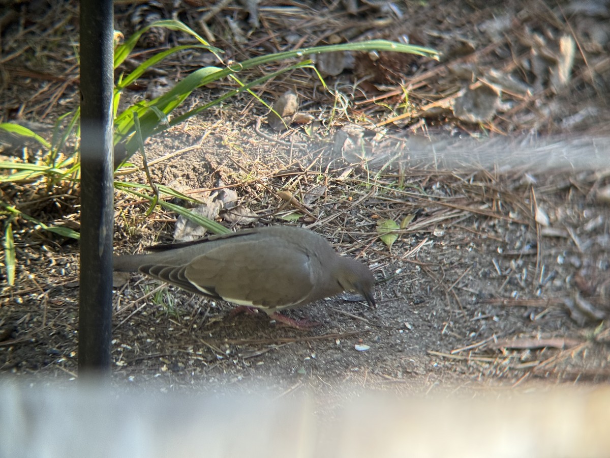 White-winged Dove - ML646966804