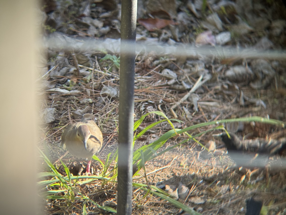 White-winged Dove - ML646966806