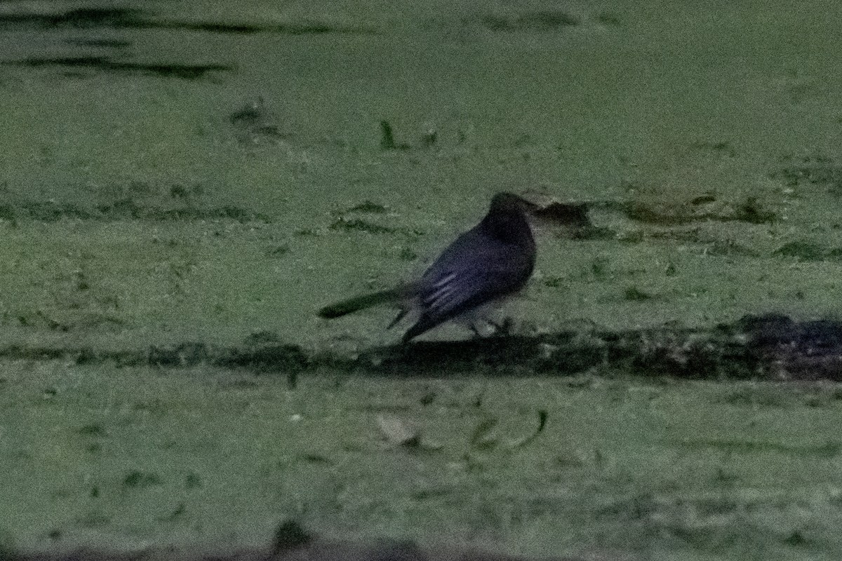 Black Phoebe - ML646966808