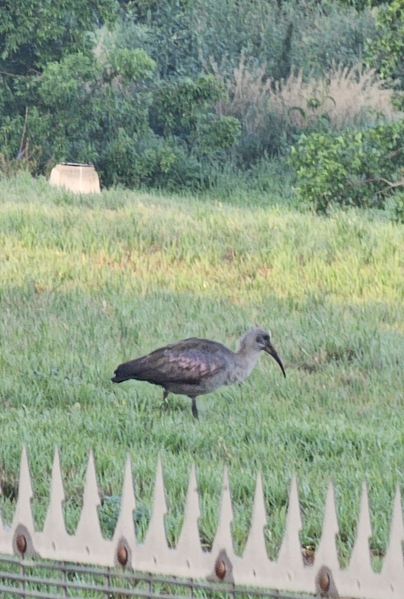 Hadada Ibis - ML646966811