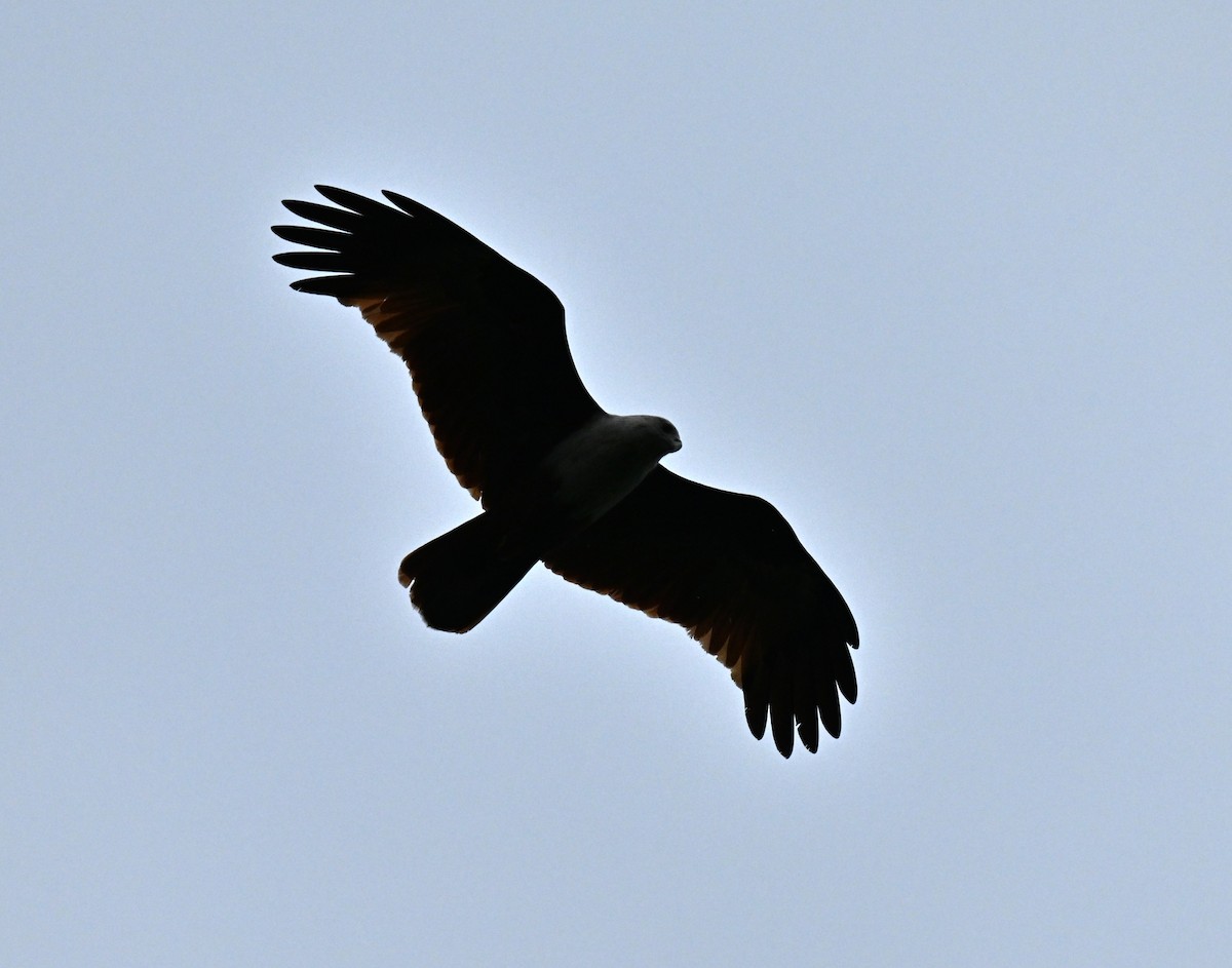 栗鳶 - ML646966815