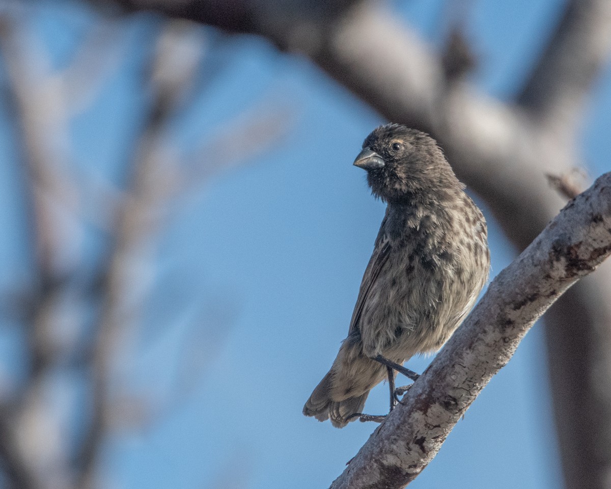 Малый галапагосский вьюрок - ML646966820