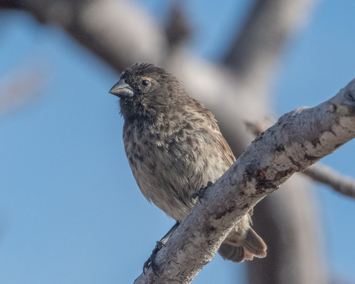 Малый галапагосский вьюрок - ML646966824