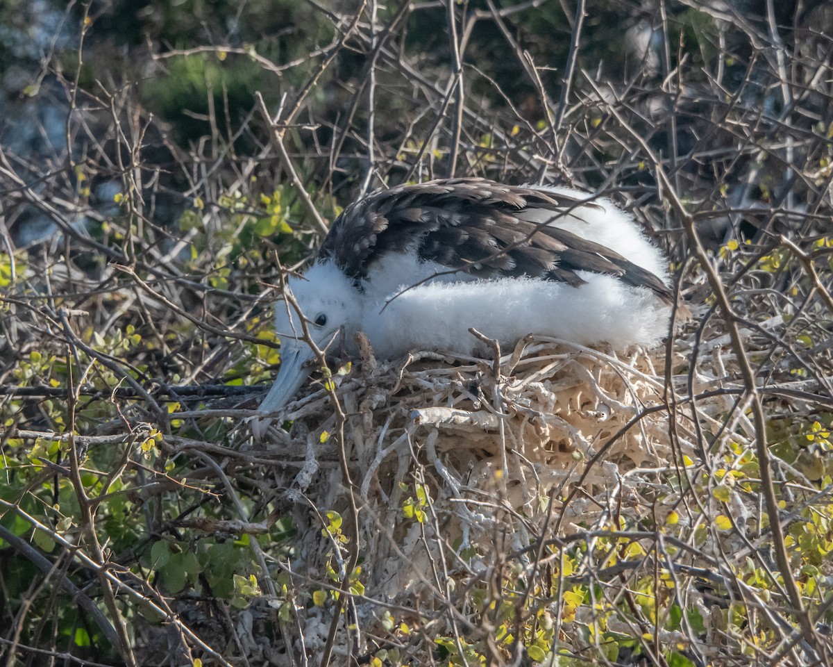 Великолепный фрегат - ML646966837