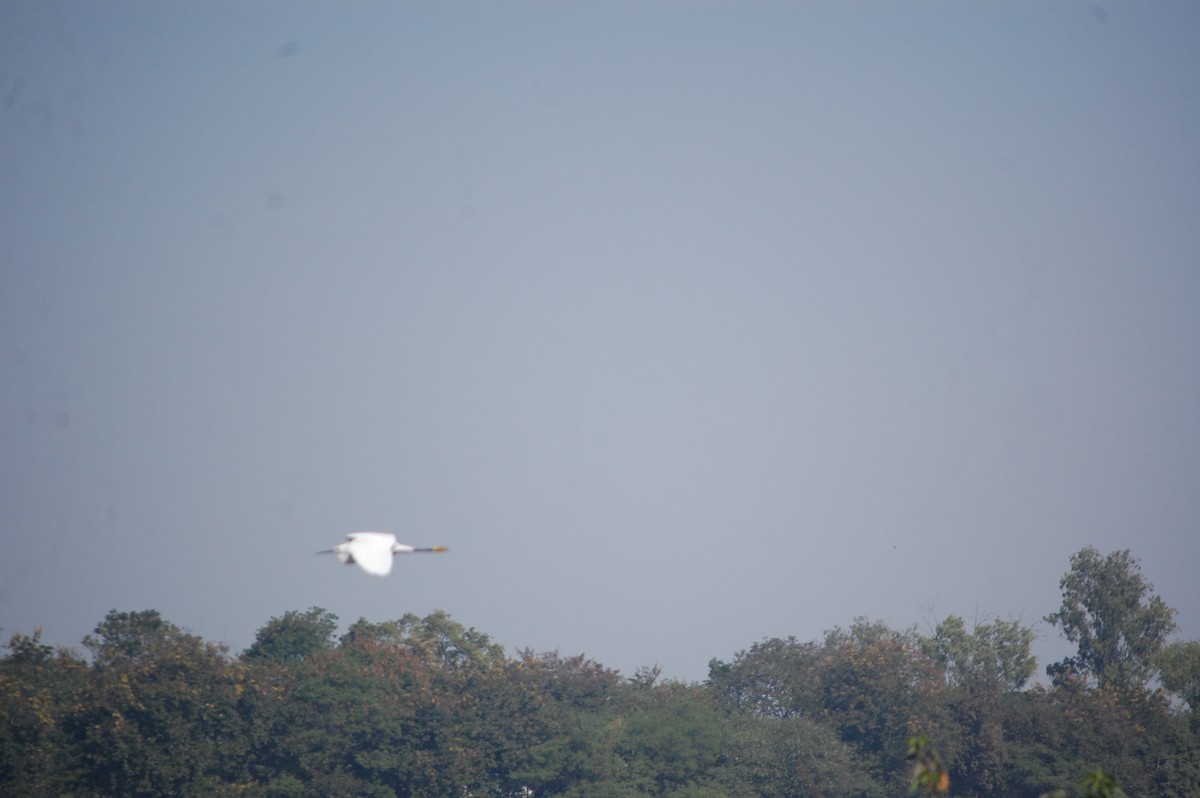 Great Egret - ML646966841