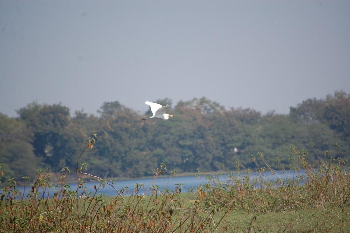 Great Egret - ML646966842