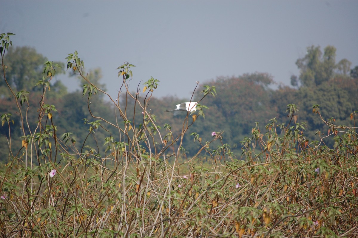 Great Egret - ML646966843