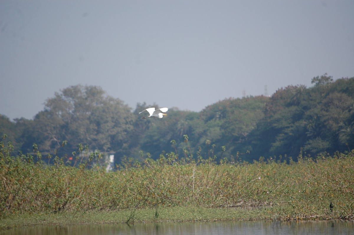 Great Egret - ML646966844