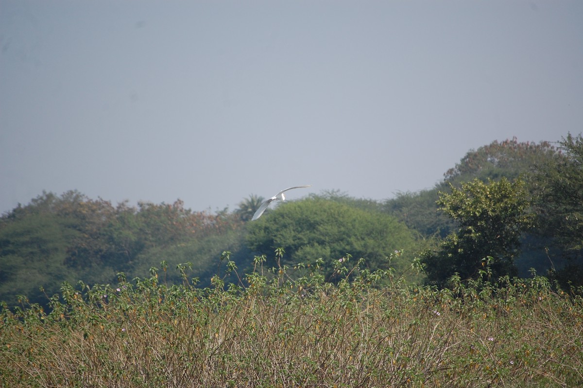 Great Egret - ML646966845