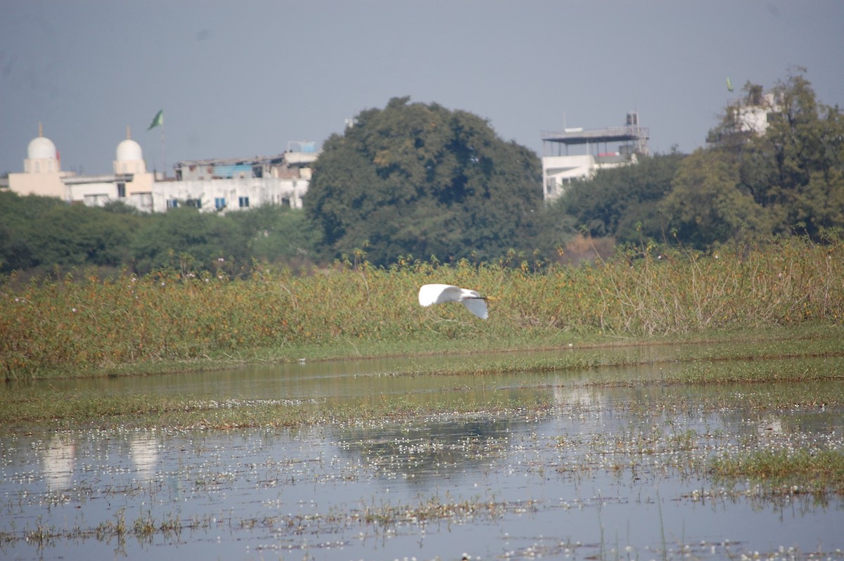 Great Egret - ML646966846