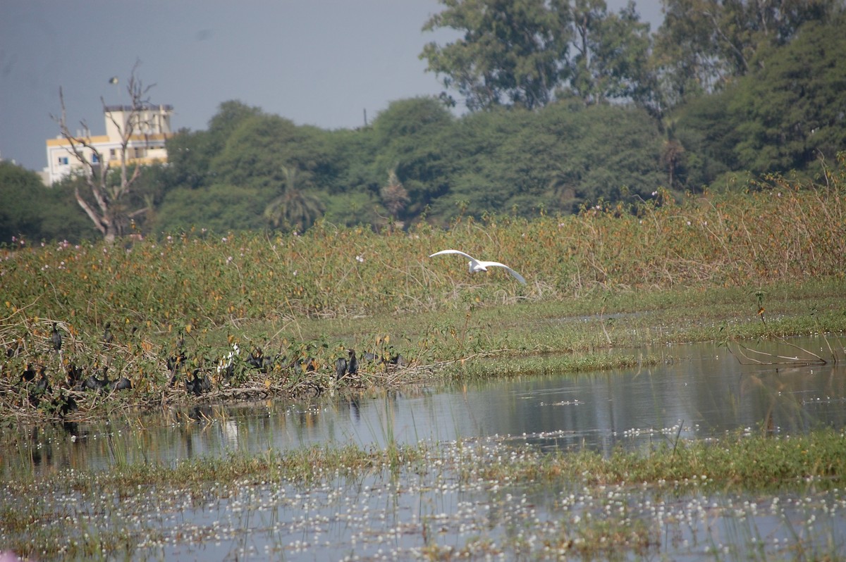 Great Egret - ML646966847