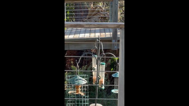 Зенаїда білокрила - ML646966849