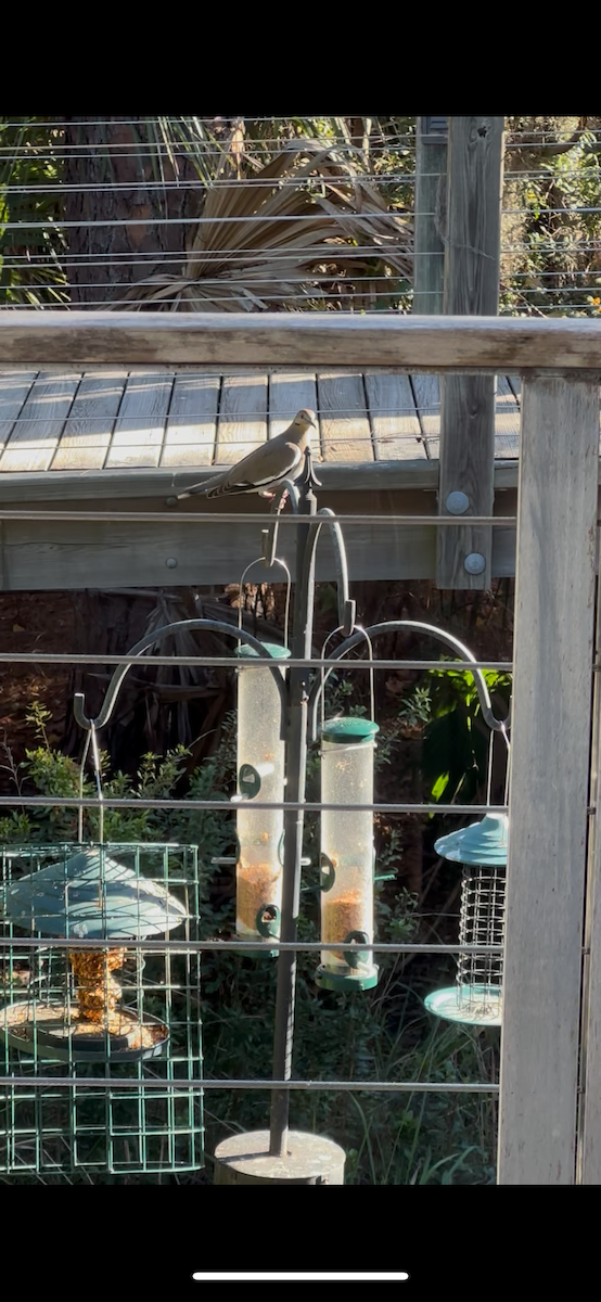 White-winged Dove - ML646966850