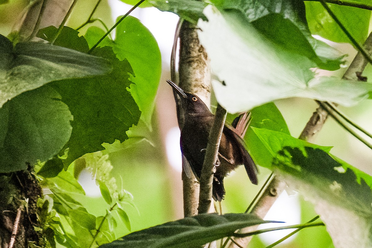 Trembleur brun - ML646966851