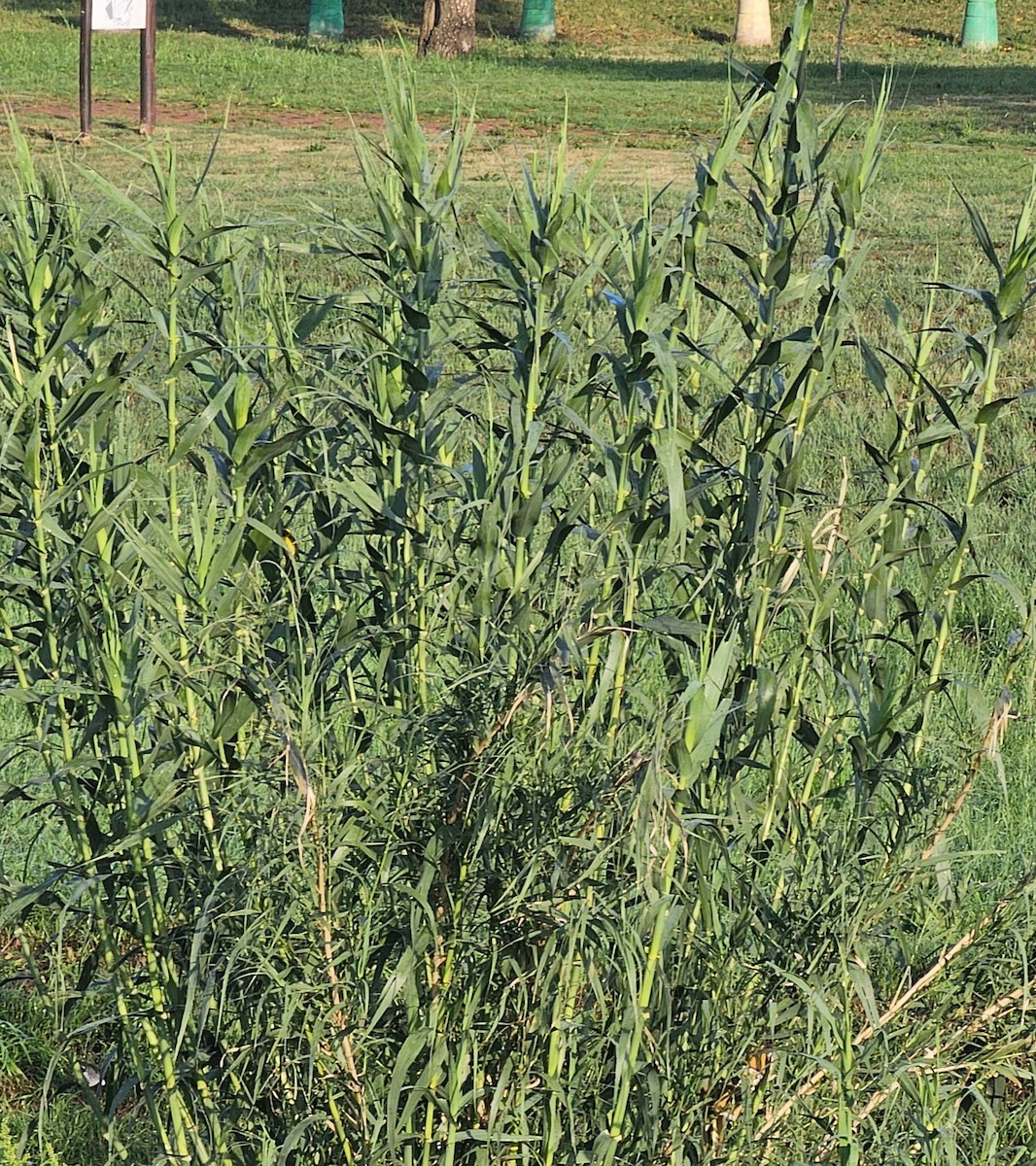 Lesser Masked-Weaver - ML646966852