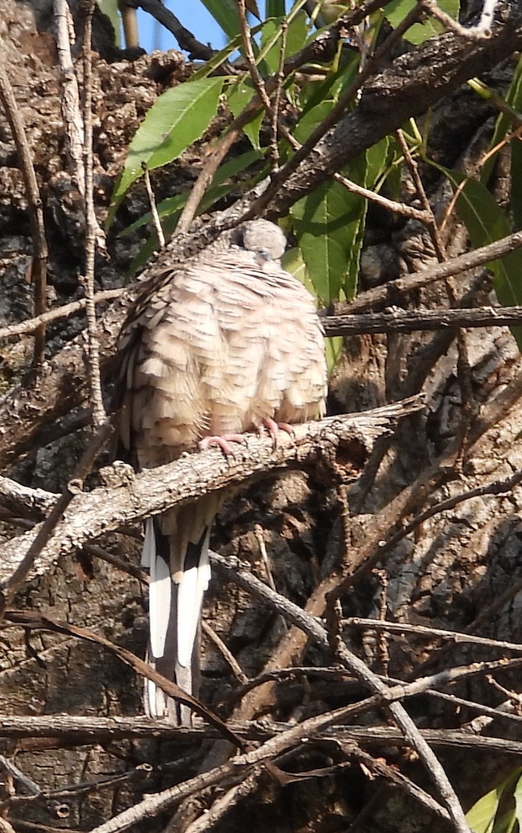 Tortolita Mexicana - ML646966853