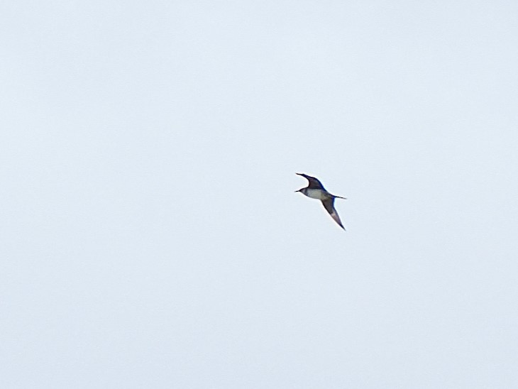 gull sp. - ML646966863