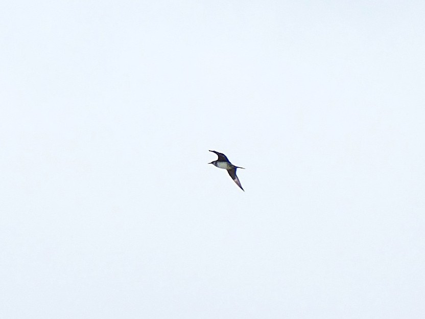 gull sp. - ML646966866