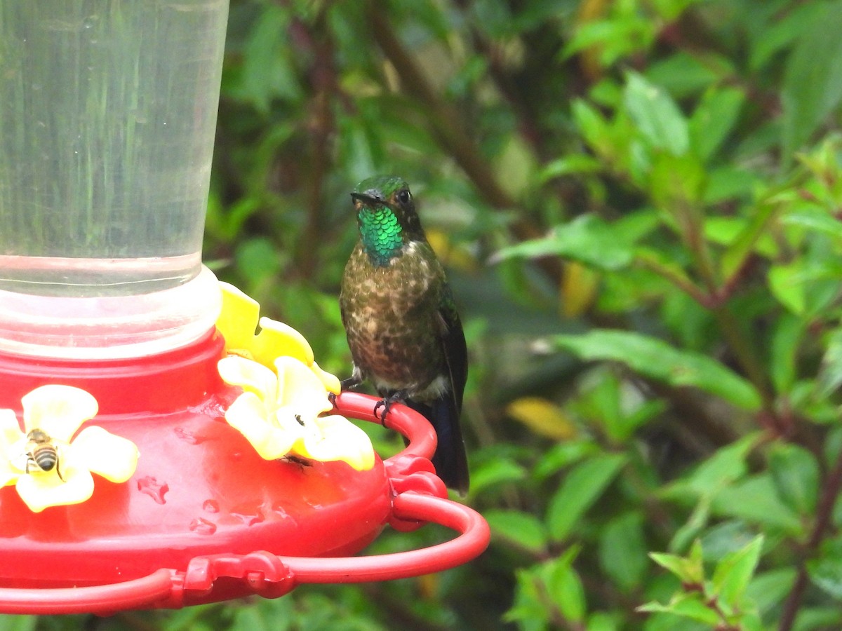 Tiryan Metalkuyruğu - ML646966868